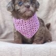 Gyönyörű Maltipoo kölykök