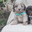 Gyönyörű Maltipoo kölykök
