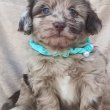 Gyönyörű Maltipoo kölykök