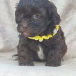 Gyönyörű Maltipoo kölykök
