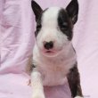 Mini Bull Terrier – kölykök