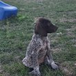 Német vizsla 