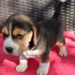 Beagle kölykökkutyák eladók 