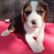 Beagle kölykökkutyák eladók 