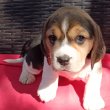 Beagle kölykökkutyák eladók 