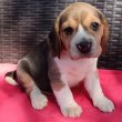 Beagle kölykökkutyák eladók 