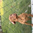 Magyar vizsla