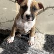 Eladó amstaff kiskutya