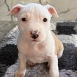 Eladó amstaff kiskutya