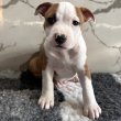 Eladó amstaff kiskutya
