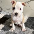 Eladó amstaff kiskutya