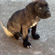 GAZDIT KERES 7 CANE CORSO KÖLYÖK!