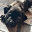 GAZDIT KERES 7 CANE CORSO KÖLYÖK!
