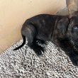 GAZDIT KERES 7 CANE CORSO KÖLYÖK!
