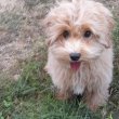 Maltipoo fiú kiskutyák