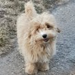 Maltipoo fiú kiskutyák