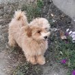 Maltipoo fiú kiskutyák