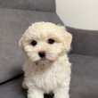 Bichon kölyök kutyák 