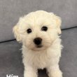 Bichon kölyök kutyák 