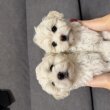 Bichon kölyök kutyák 