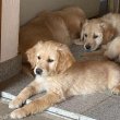 Golden Retriever kölyökkutyusok családot keresnek. 