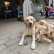 Golden Retriever kölyökkutyusok családot keresnek. 