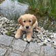 Golden Retriever kölyökkutyusok családot keresnek. 