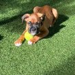 fajtatiszta jellegű boxer kiskutyák