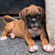 fajtatiszta jellegű boxer kiskutyák