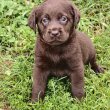 Fajtatiszta barna labrador eladó