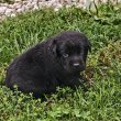 Fajtatiszta barna labrador eladó