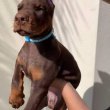 Dobermann – eladó kölykök