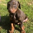 Dobermann – eladó kölykök
