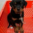 Rottweiler kiskutyák eladók