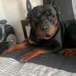 Rottweiler kiskutyák eladók