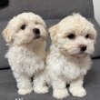 Bichon 