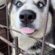 1.5 éves kan husky kutyus ingyen elvihető.