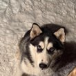 1.5 éves kan husky kutyus ingyen elvihető.