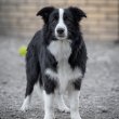 Border Collie kölykök