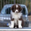 Border Collie kölykök