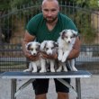 Border Collie kölykök