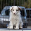 Border Collie kölykök