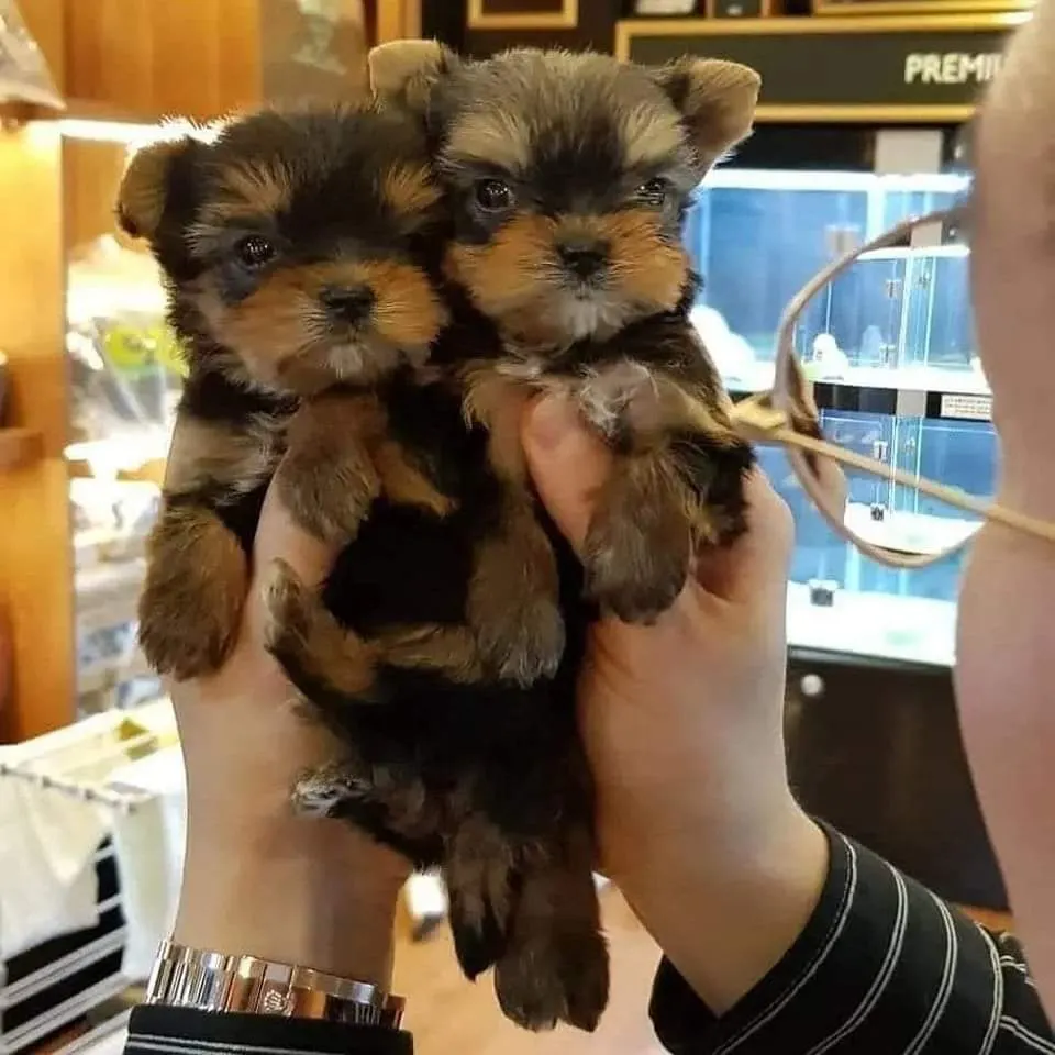 Yorkshire terrier kölykök