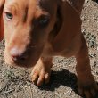 Magyar vizsla kölykök Baracson