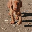 Magyar vizsla kölykök Baracson
