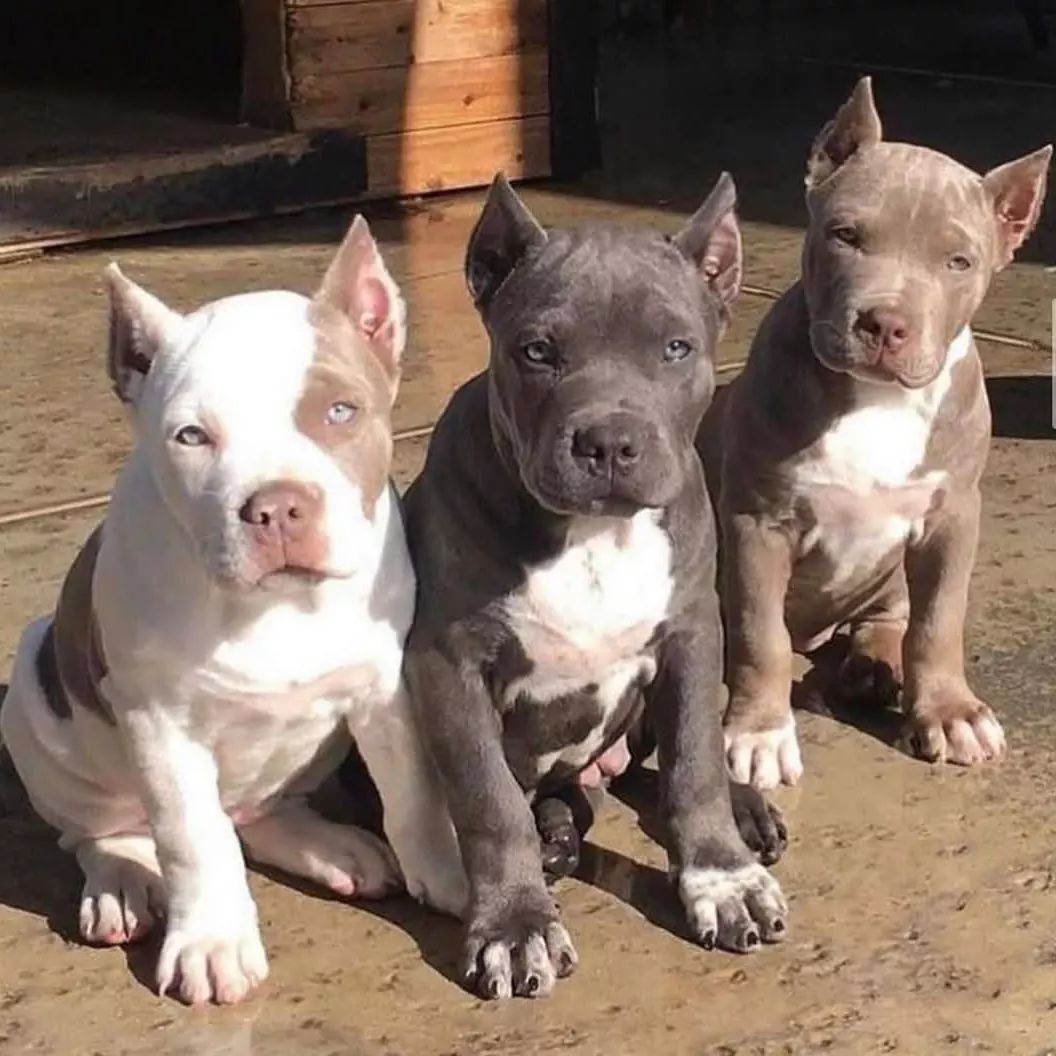 Amerikai pitbull kölykök