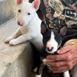 Bullterrier kölykök