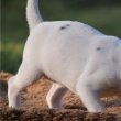 Jack Russell terrier kölykök