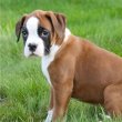 Boxer kölykök** 