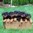 rottweiler kölykök!** 